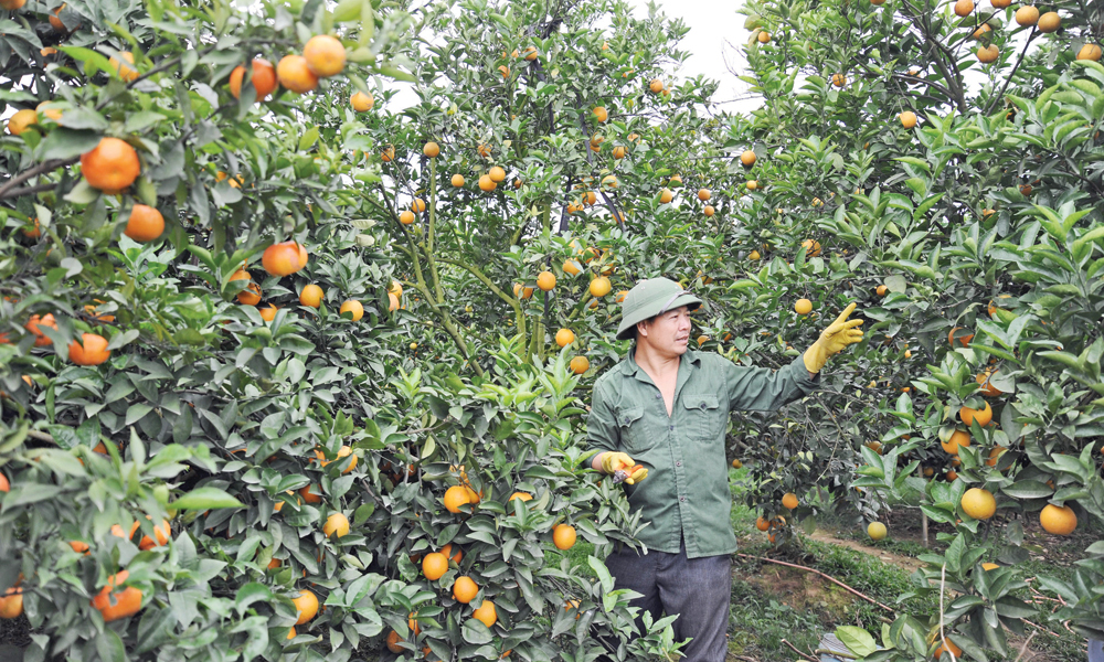 Bustling harvest season in Bac Ninh 
